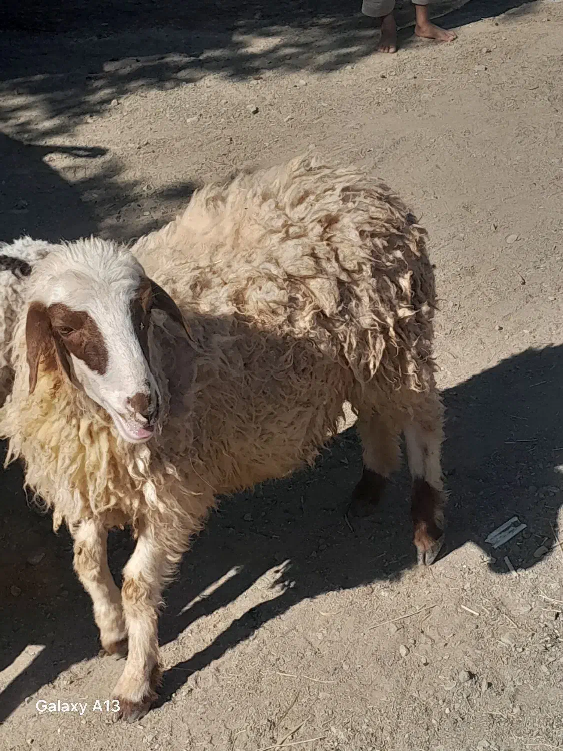 بره ماده کاورر چاق کهره بزه|حیوانات مزرعه|جیرفت, |دیوار