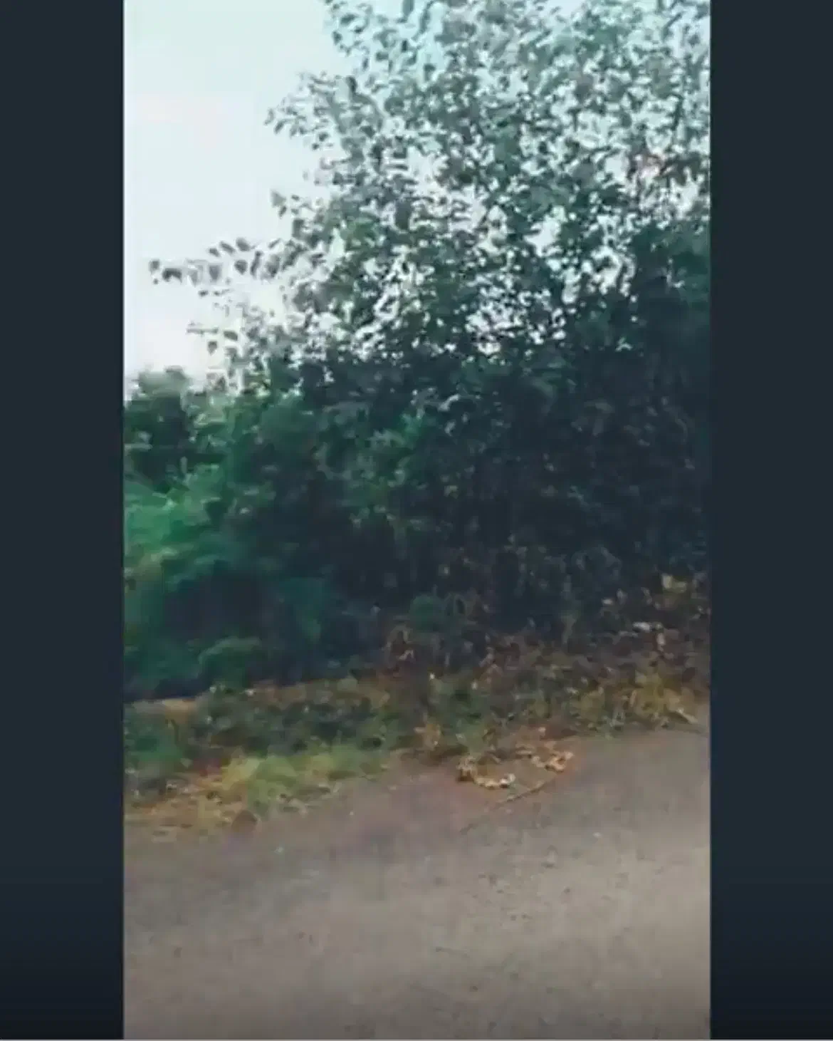 فروش فوری زمین ۲۵۰ متری|فروش زمین و ملک کلنگی|کلارآباد, |دیوار