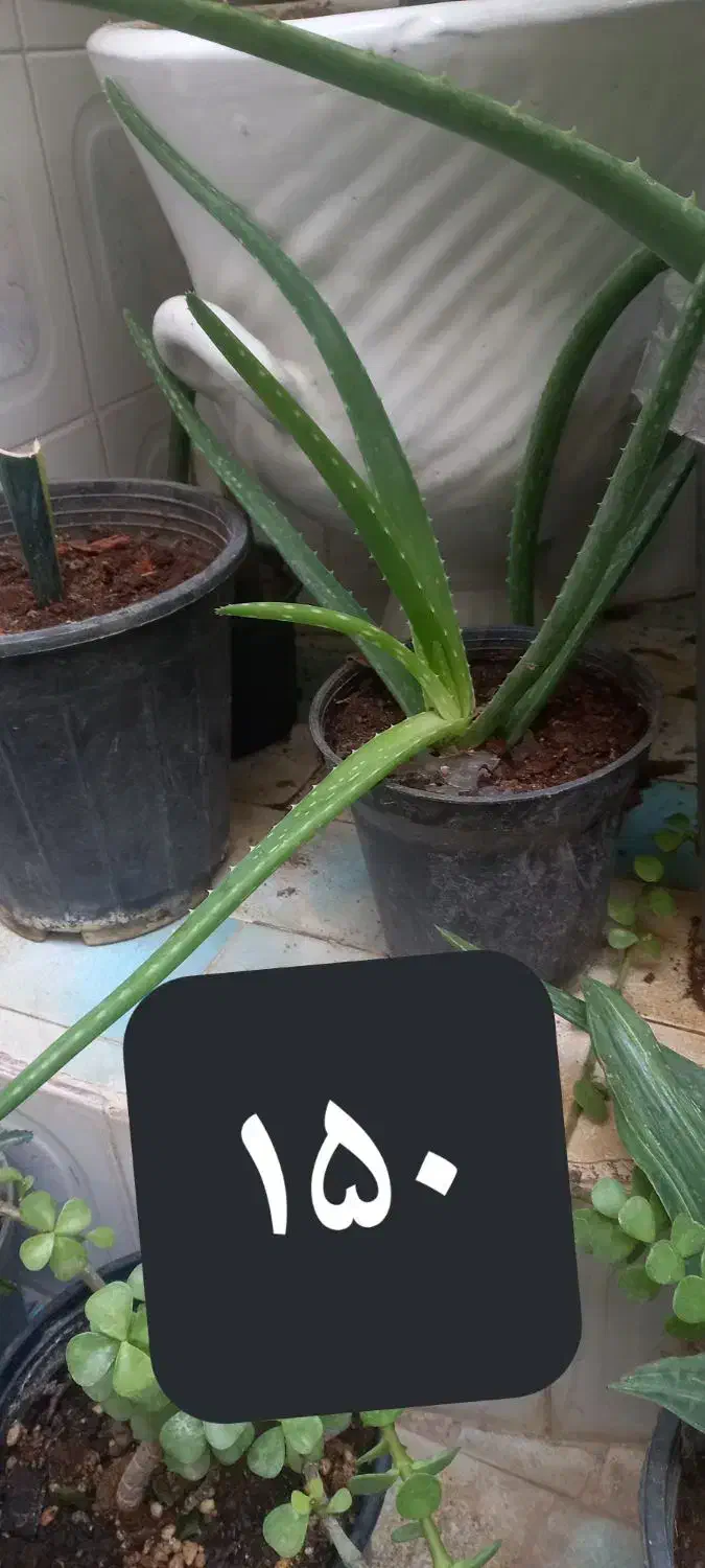 گلهای طبیعی|گل و گیاه طبیعی|میانه, |دیوار