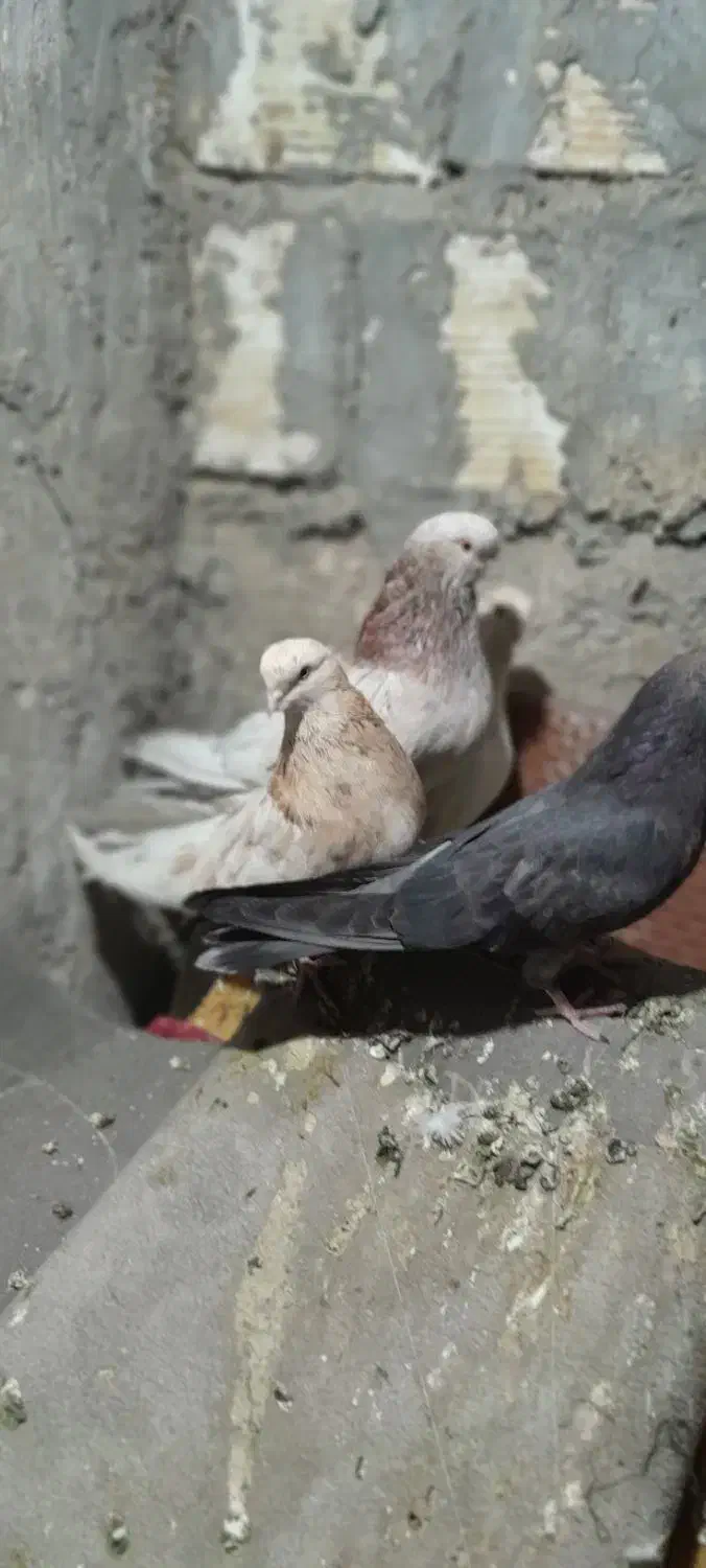 ۴تا کفتر  زینتی سرور|پرنده|نسیمشهر, |دیوار