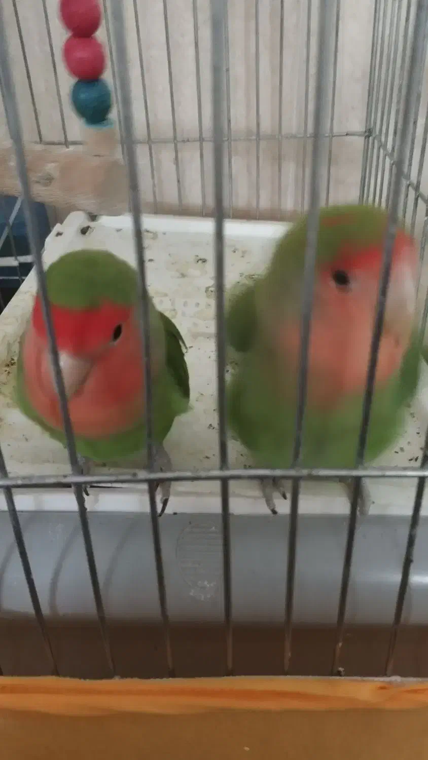 طوطی برزیلی|پرنده|شاهرود, |دیوار