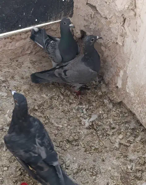 3عدد ماده پولکی ذات سار|پرنده|تربت‌حیدریه, آغوی|دیوار