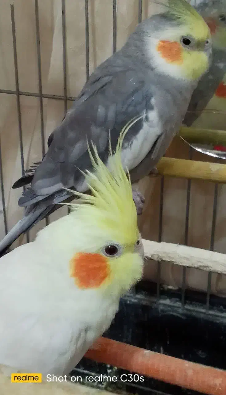 فروش یک جفت عروس هلندی نر و ماده|پرنده|کوهدشت, |دیوار