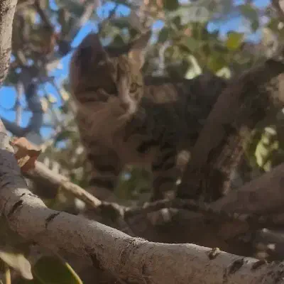 واگذاری بچه گربه|گربه|بیرجند, |دیوار