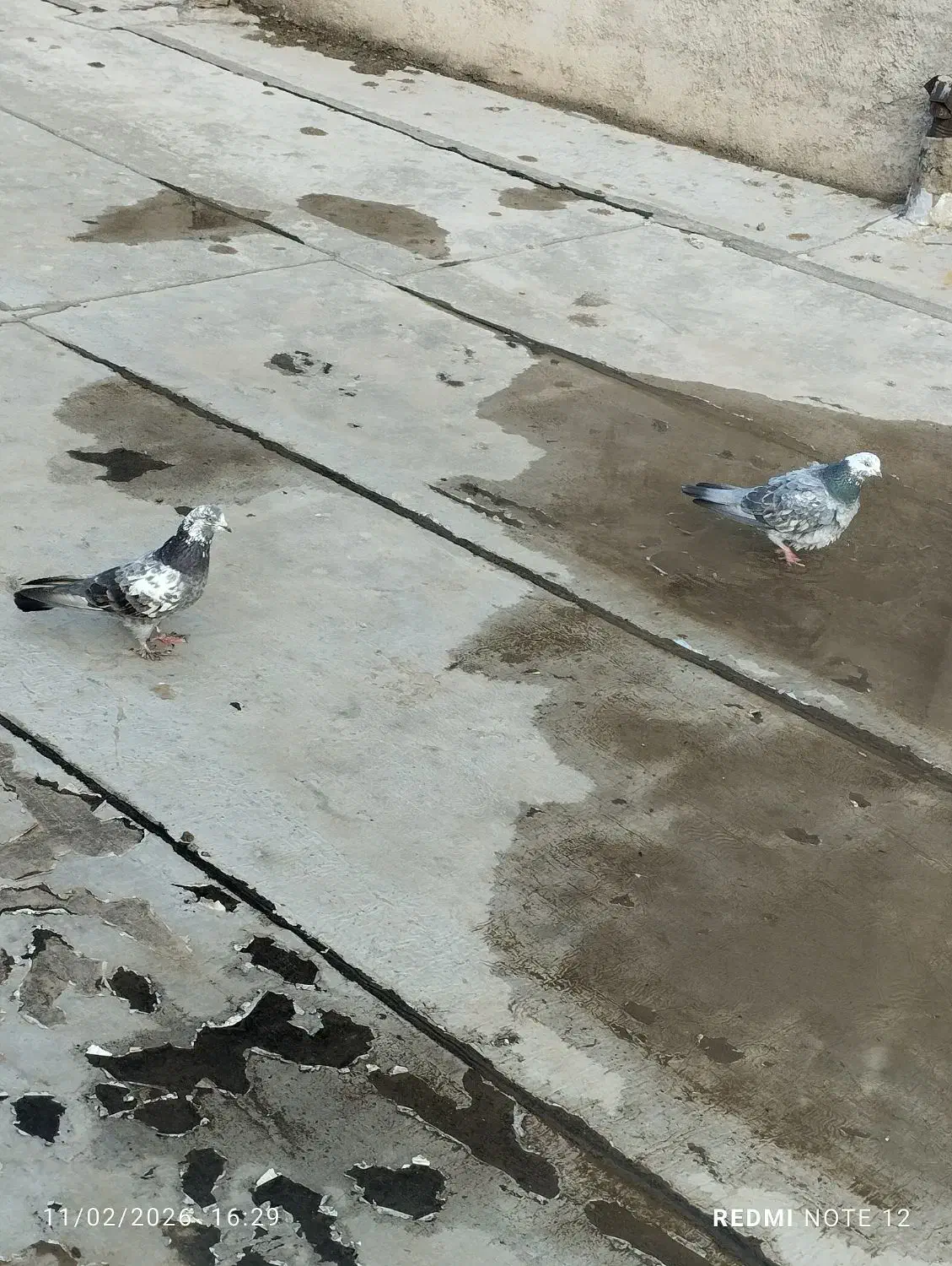 کبوتر پرشی|پرنده|صائین قلعه, |دیوار