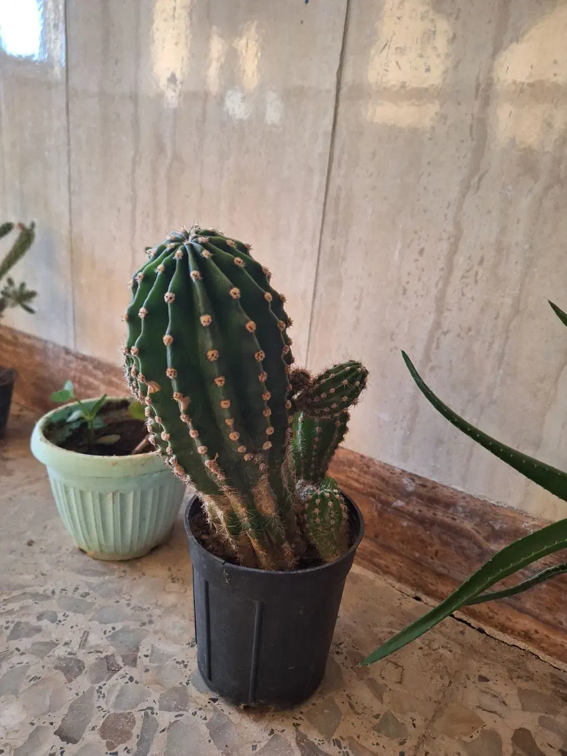 گل های طبیعی|گل و گیاه طبیعی|مرند, |دیوار