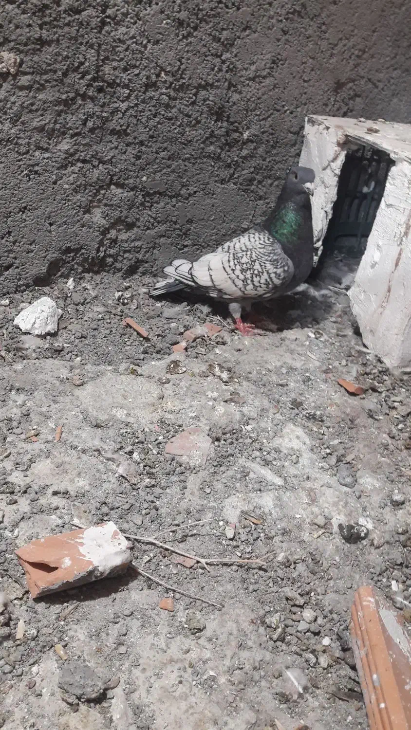 فروش|پرنده|شیروان (خراسان), |دیوار