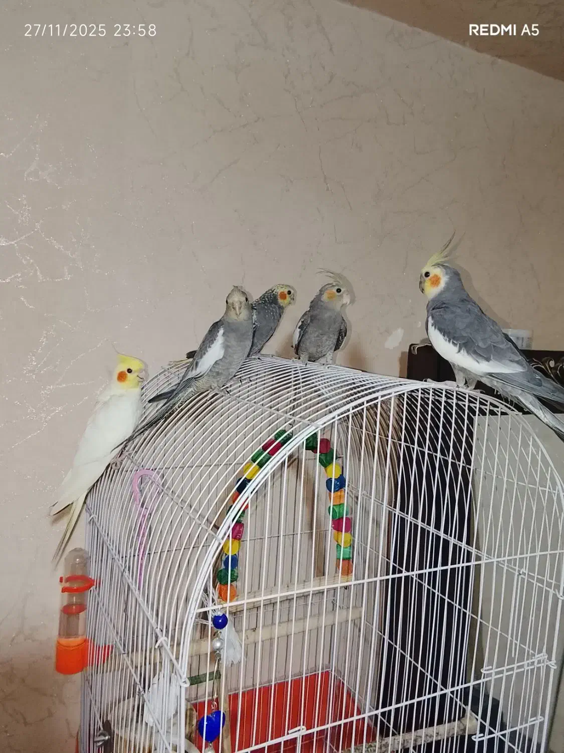 عروس هلندی نر و ماده دو ماهه|پرنده|لاهیجان, آهندان|دیوار