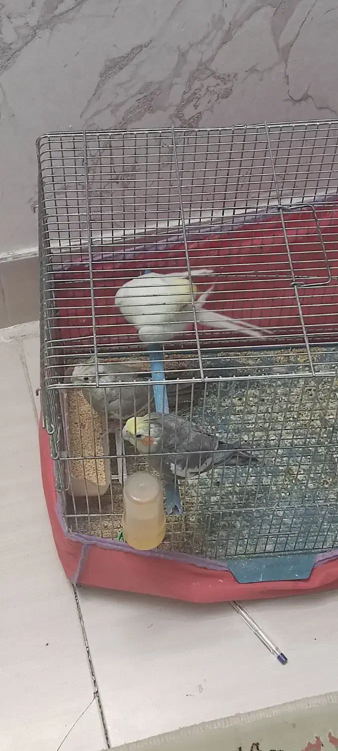 معاوضه عروس هلندی|پرنده|آشخانه, |دیوار