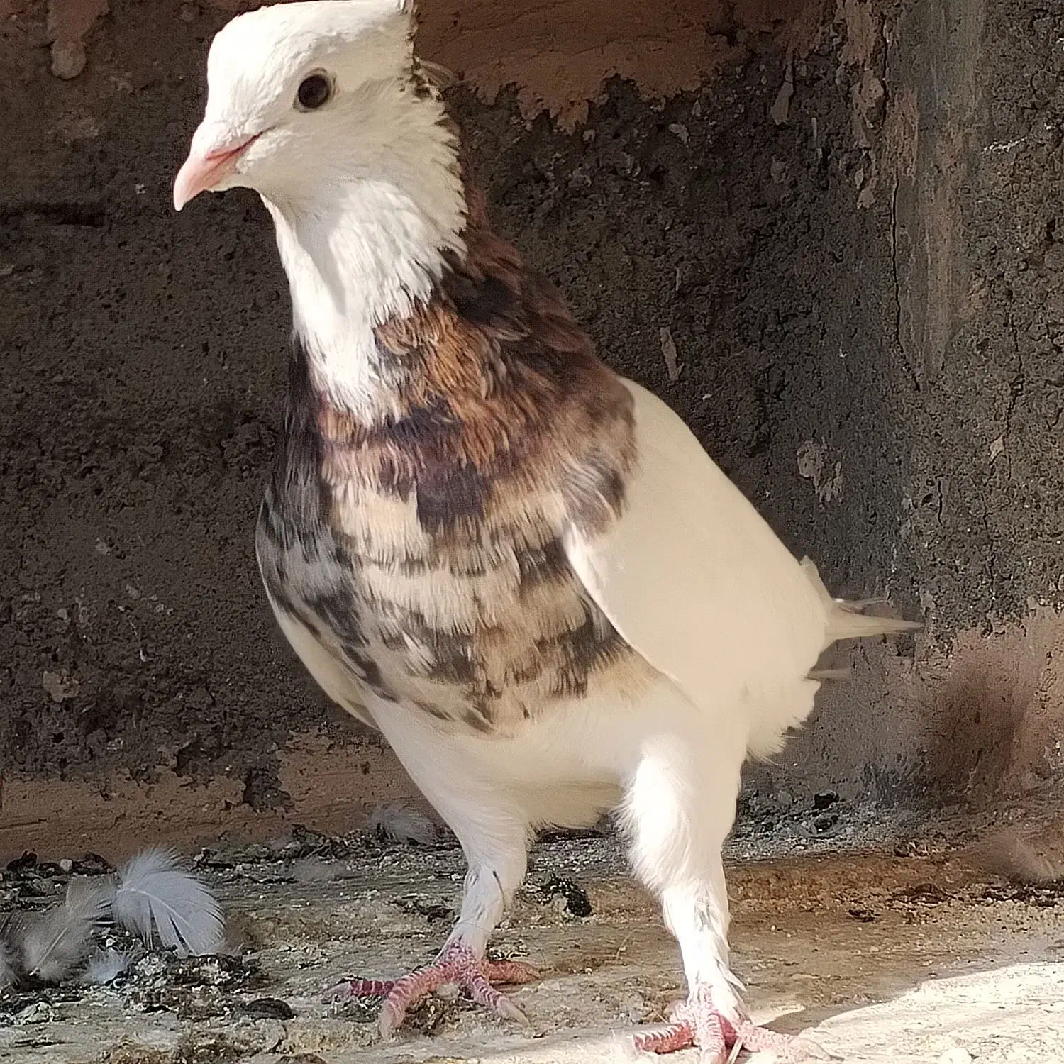 طوقی هفت رنگ. به شرط تخم جوجه|پرنده|سبزوار, امیر کبیر|دیوار