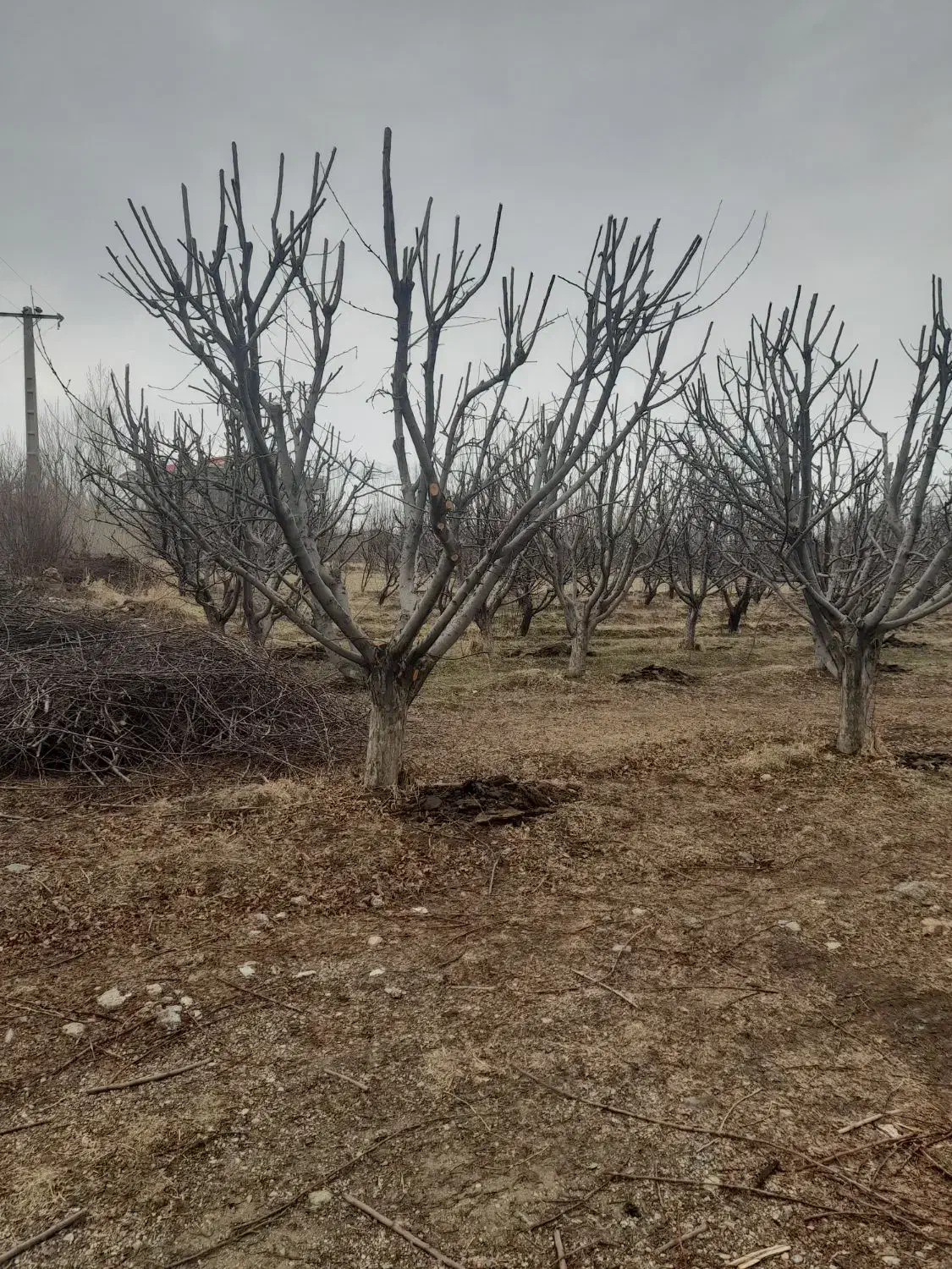 خرید انواع چوب درختان میوه وبیشه|خدمات باغبانی و درختکاری|بروجرد, |دیوار