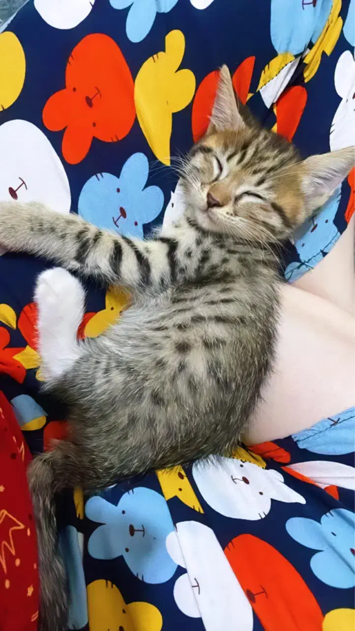 سرپرستی|گربه|تربت جام, پاسداران|دیوار