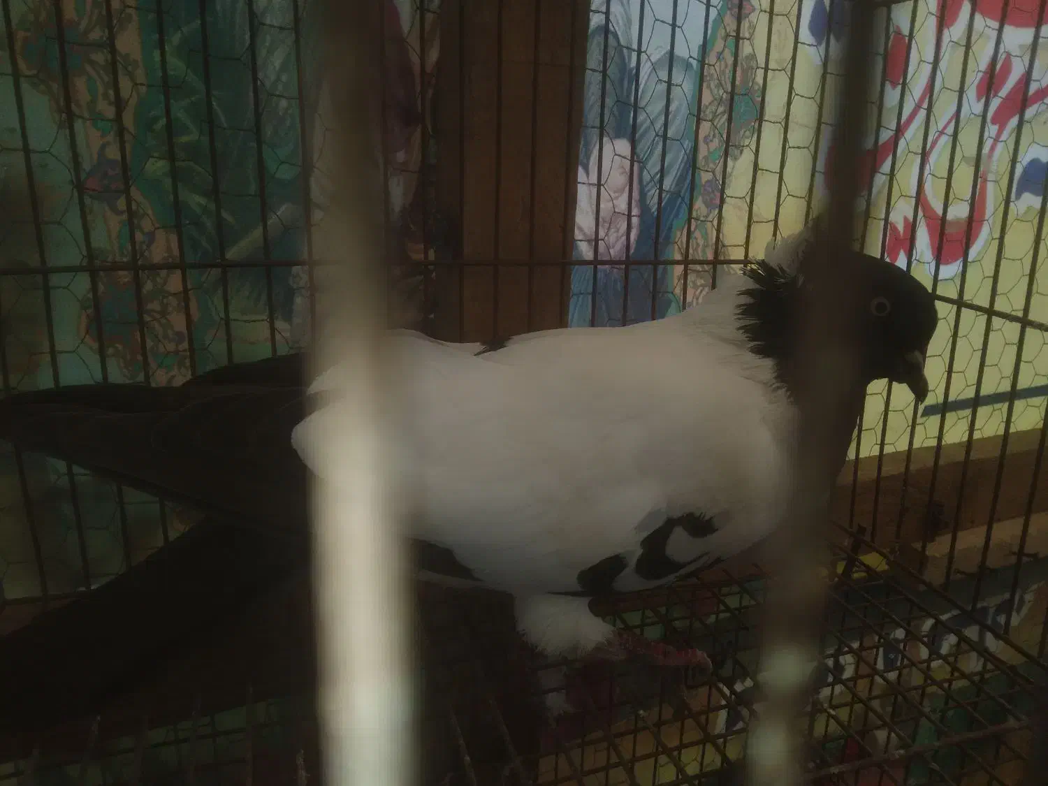 کبوتر پرستویی.فروش یا معاوضه|پرنده|آمل, |دیوار