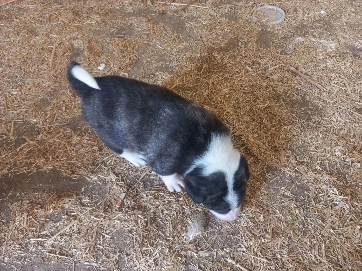 کبوتر.|سگ|شوشتر, |دیوار