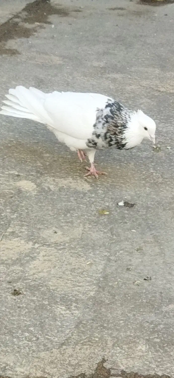 نر الماسی تک وسفیدنر و ماده شکلاتی|پرنده|کوهدشت, |دیوار