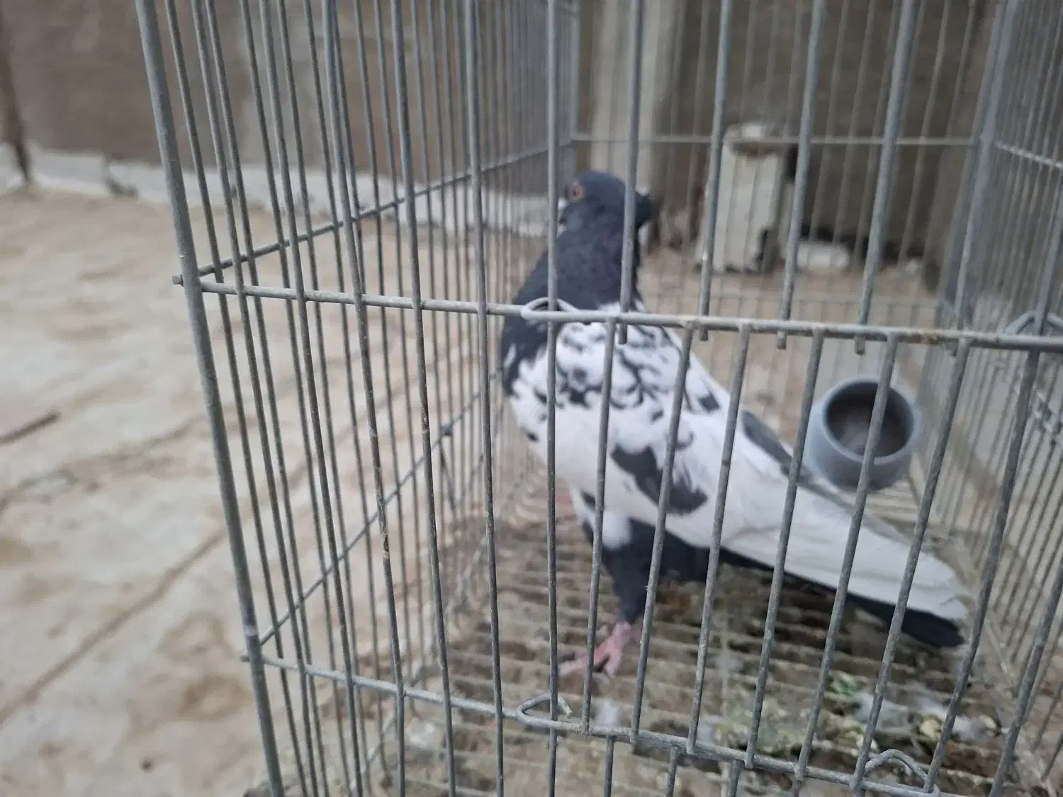 نر سینه ای|پرنده|شهرضا, |دیوار