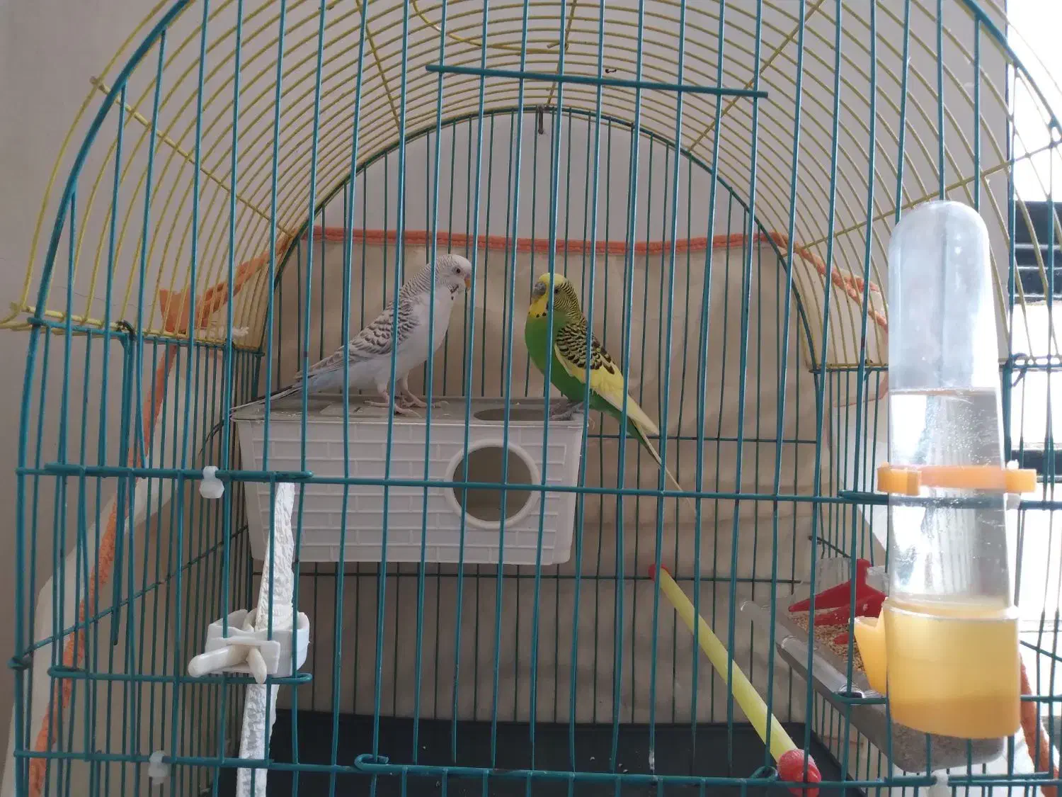 مرغ عشق|پرنده|یاسوج, |دیوار