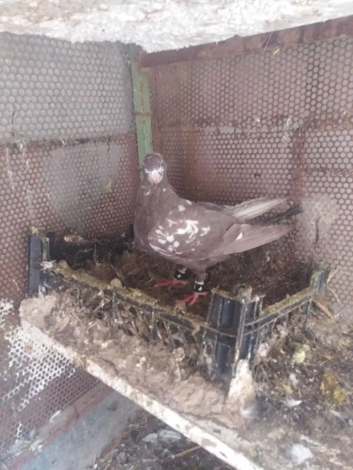 کبوتر|پرنده|آشخانه, |دیوار