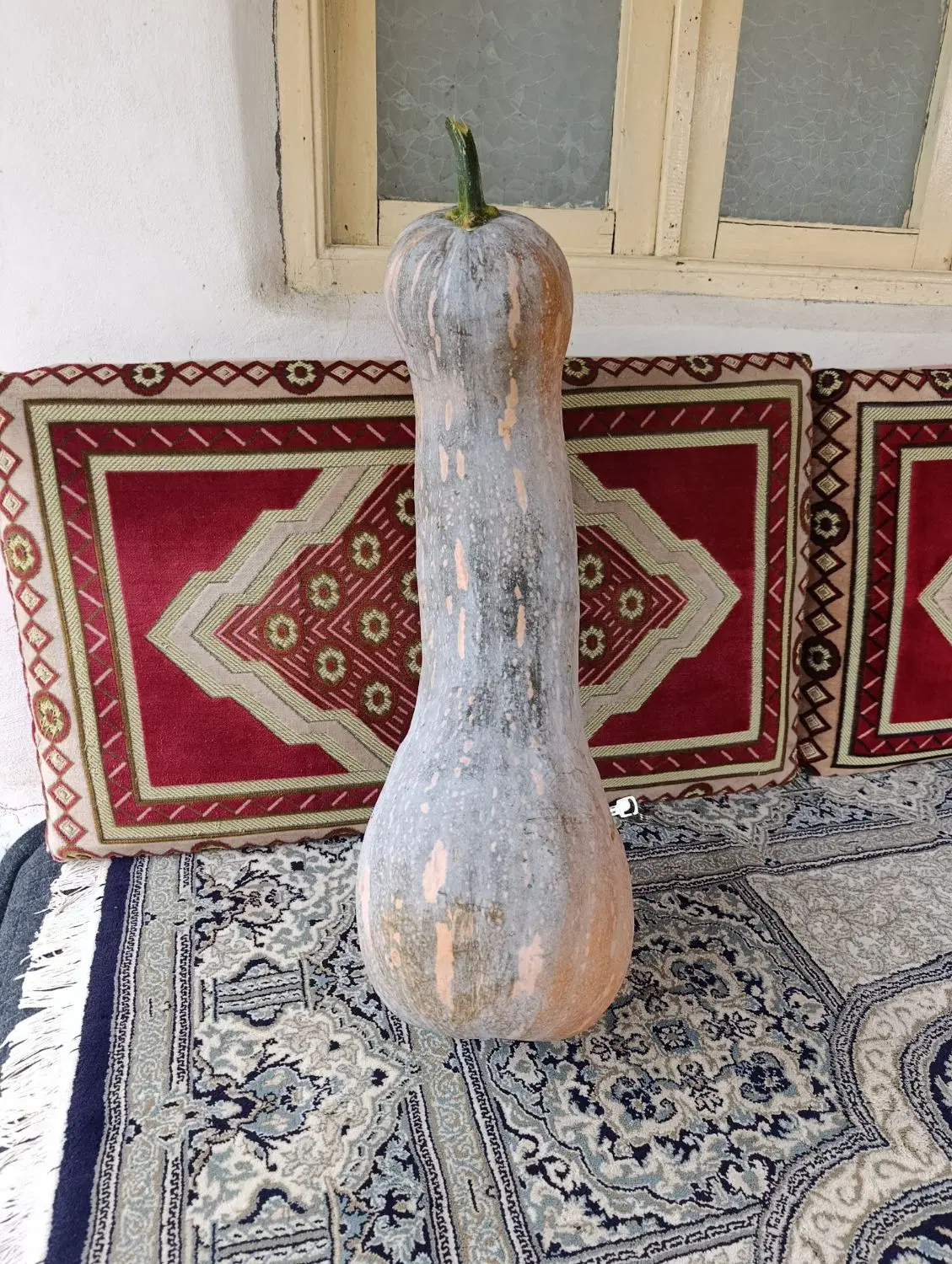 کدو|خوردنی و آشامیدنی|رودسر, |دیوار