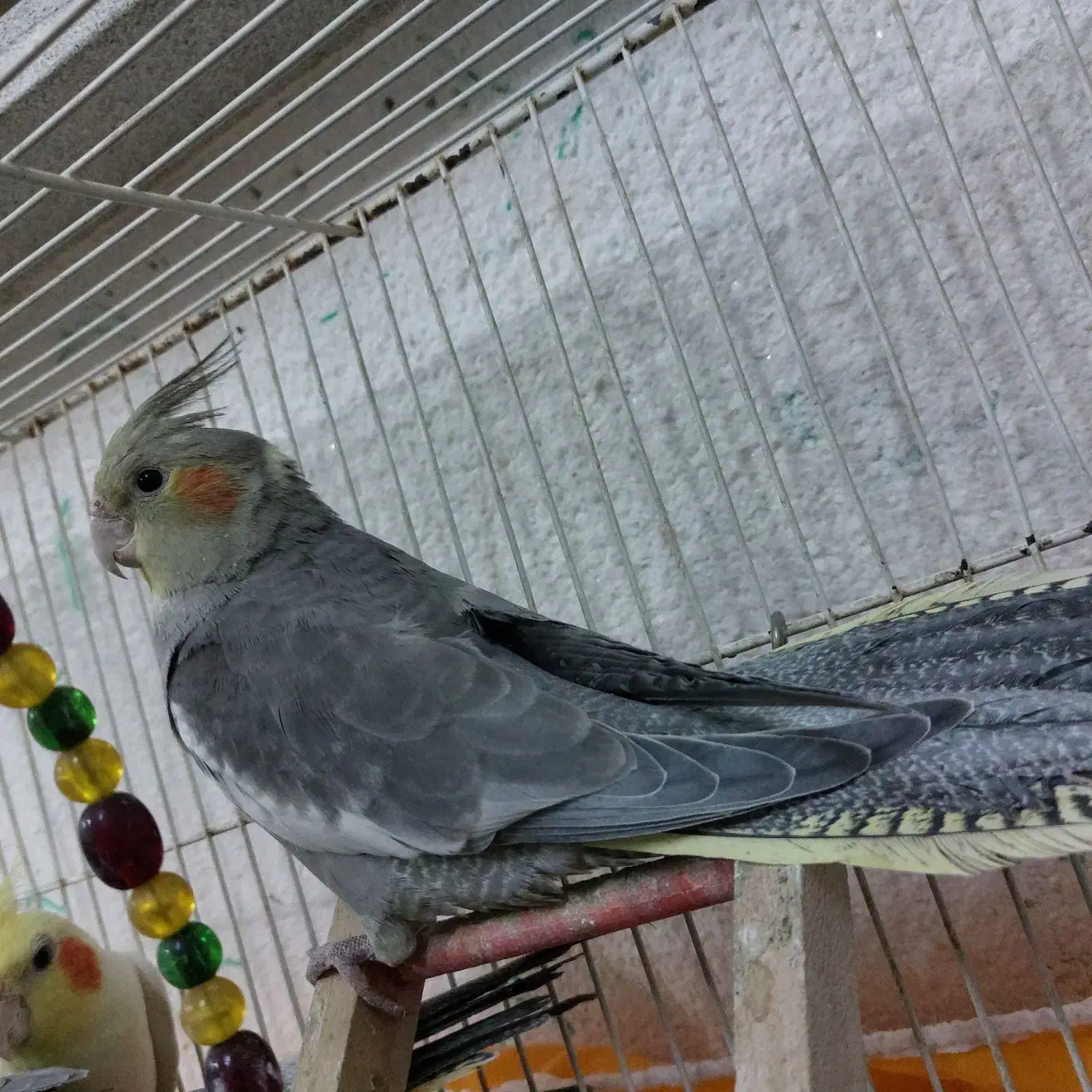 عروس هلندی نر|پرنده|مشهد, قائم|دیوار