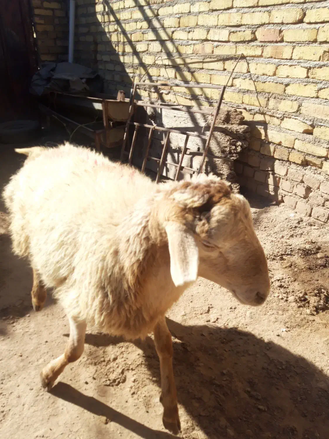 بز و بزغاله جوان .گوسفند وشیشک چاق|حیوانات مزرعه|قزوین, |دیوار