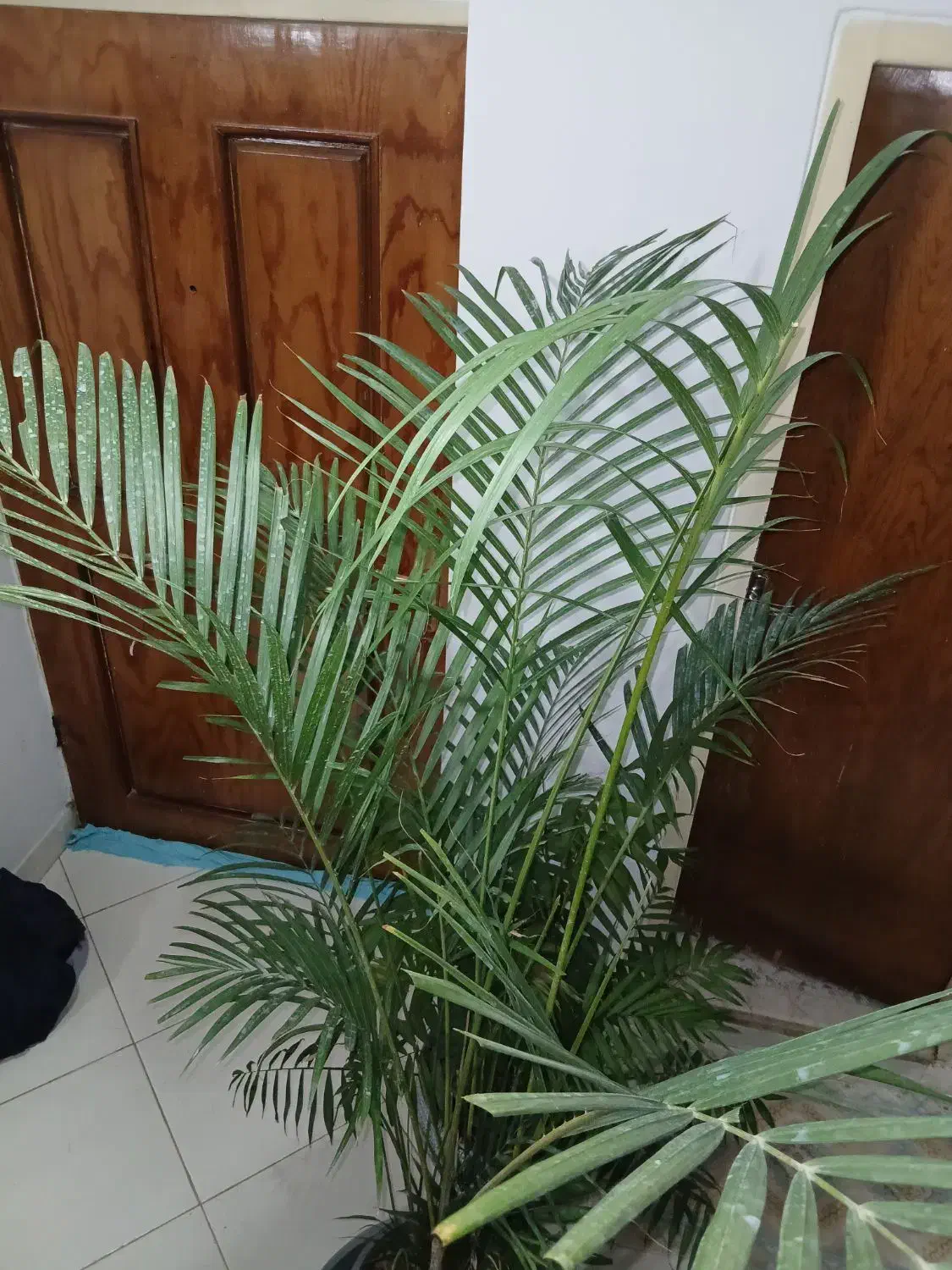 گل و گیاه، اریکا|گل و گیاه طبیعی|رشت, جهاد|دیوار