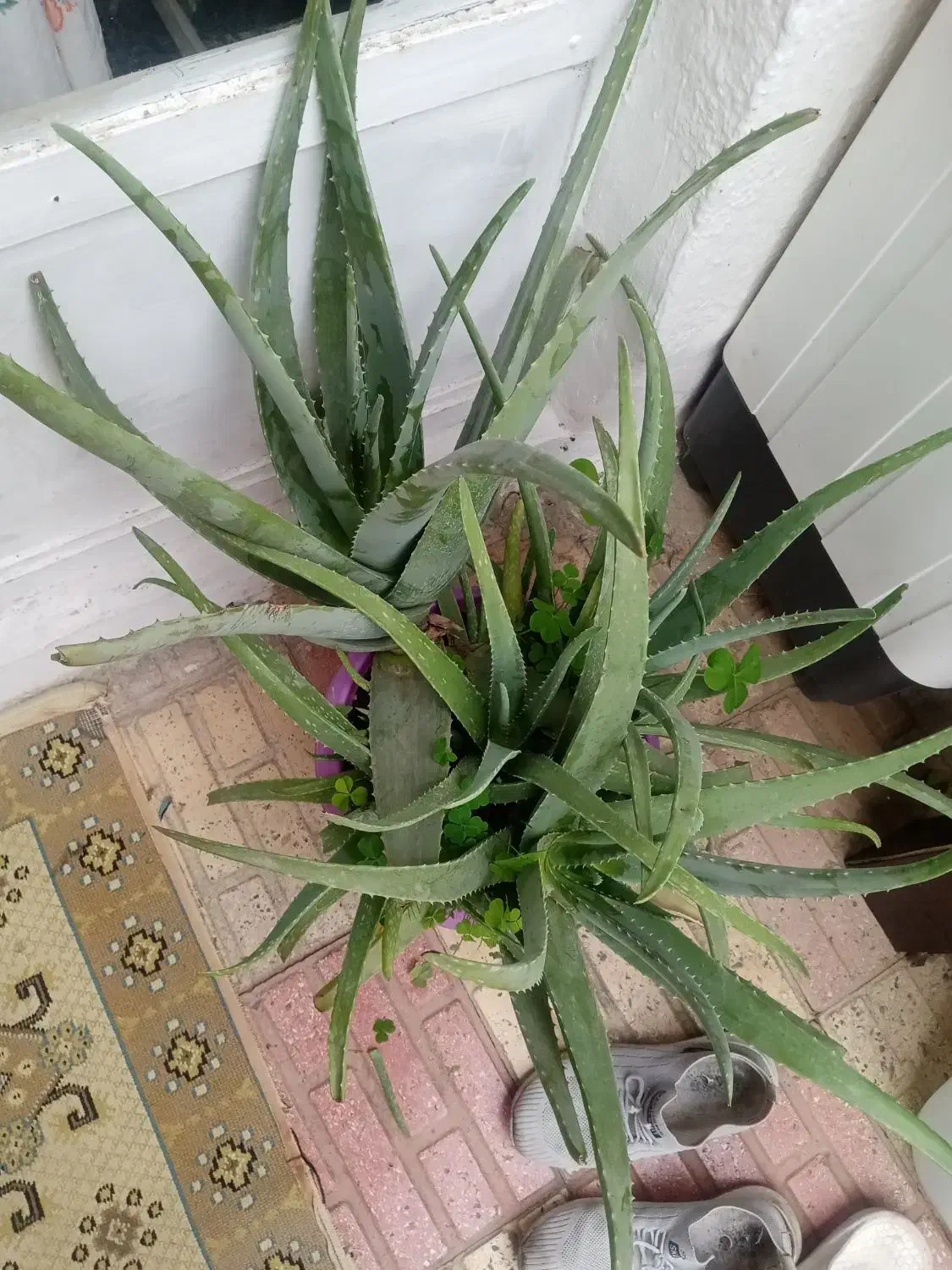 گل گیاه|گل و گیاه طبیعی|لاهیجان, کاروانسرابر|دیوار