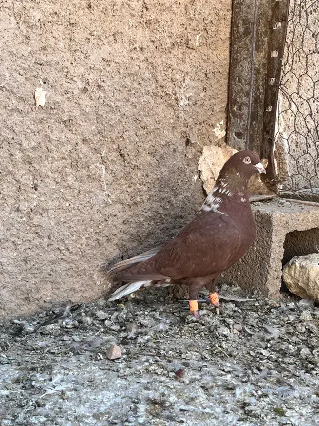 سرخ دم سفید دس اولی|پرنده|شیراز, ارم|دیوار