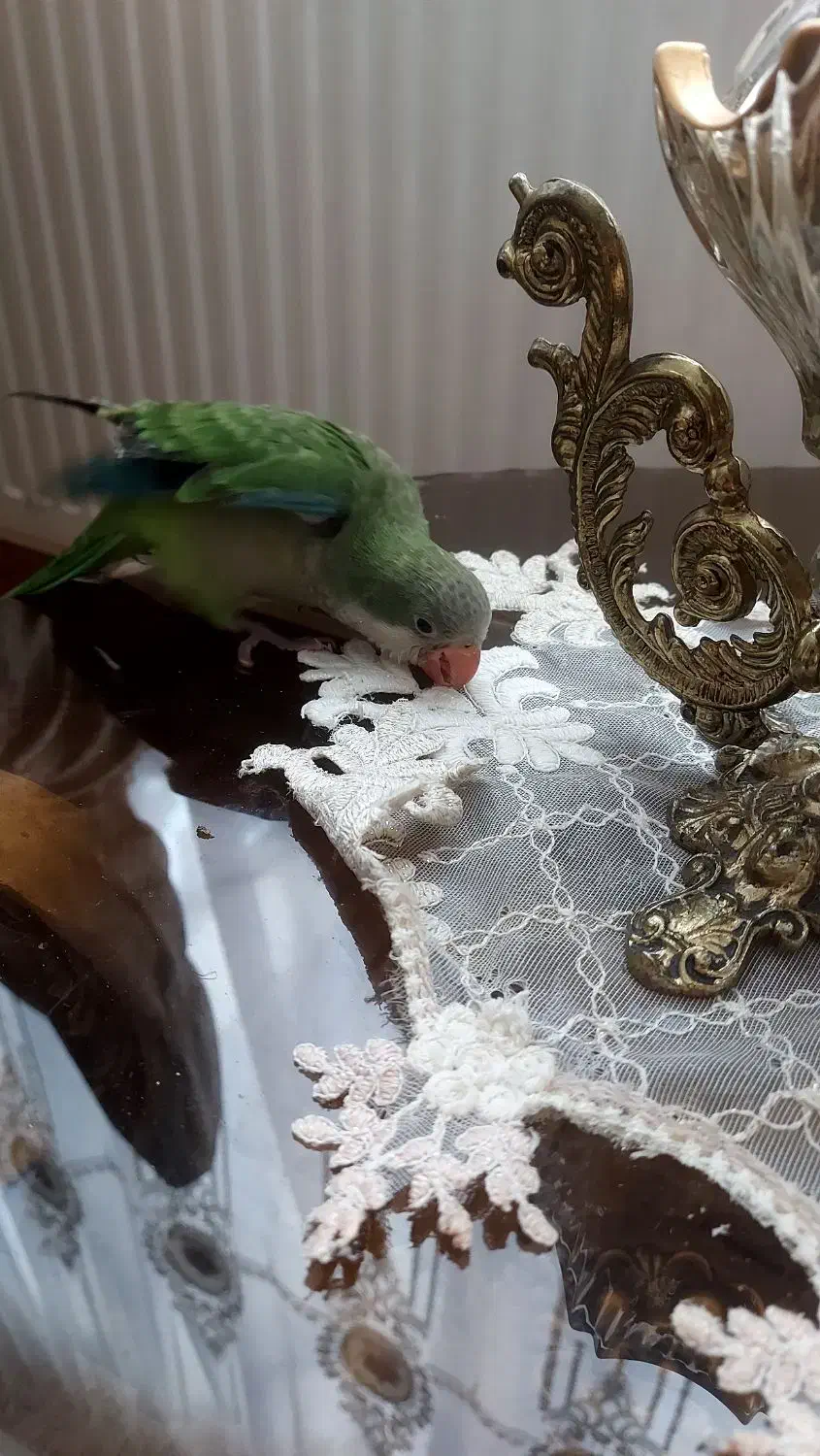 طوطی راهب ۴۵روزه|پرنده|تبریز, |دیوار