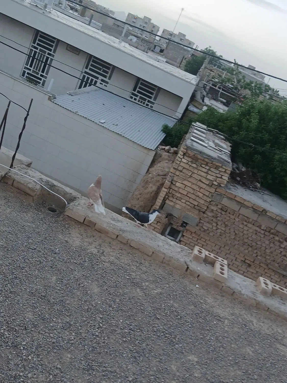 کفتر|پرنده|آباده, |دیوار