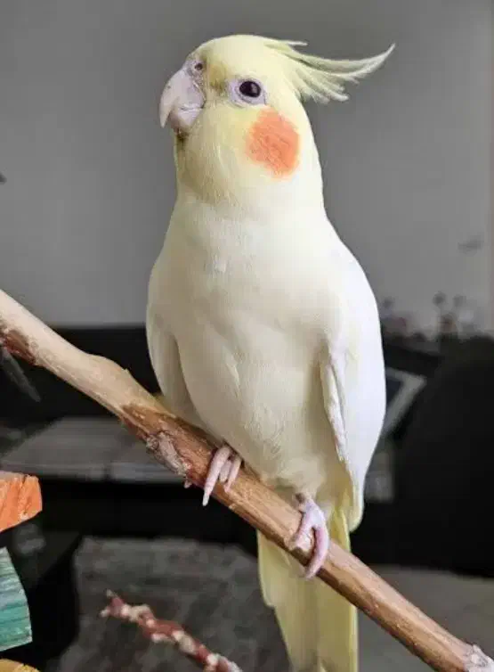 عروس هلندی سفید گم شده|حیوانات|خرمشهر, |دیوار