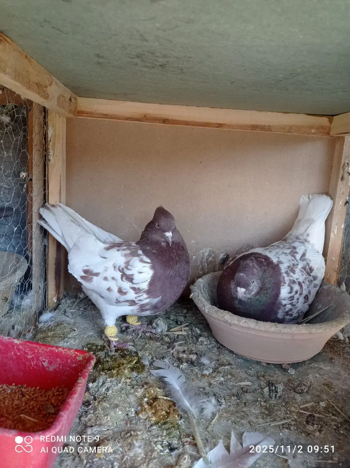 سه جفت بهبونی|پرنده|شیراز, کفترک|دیوار