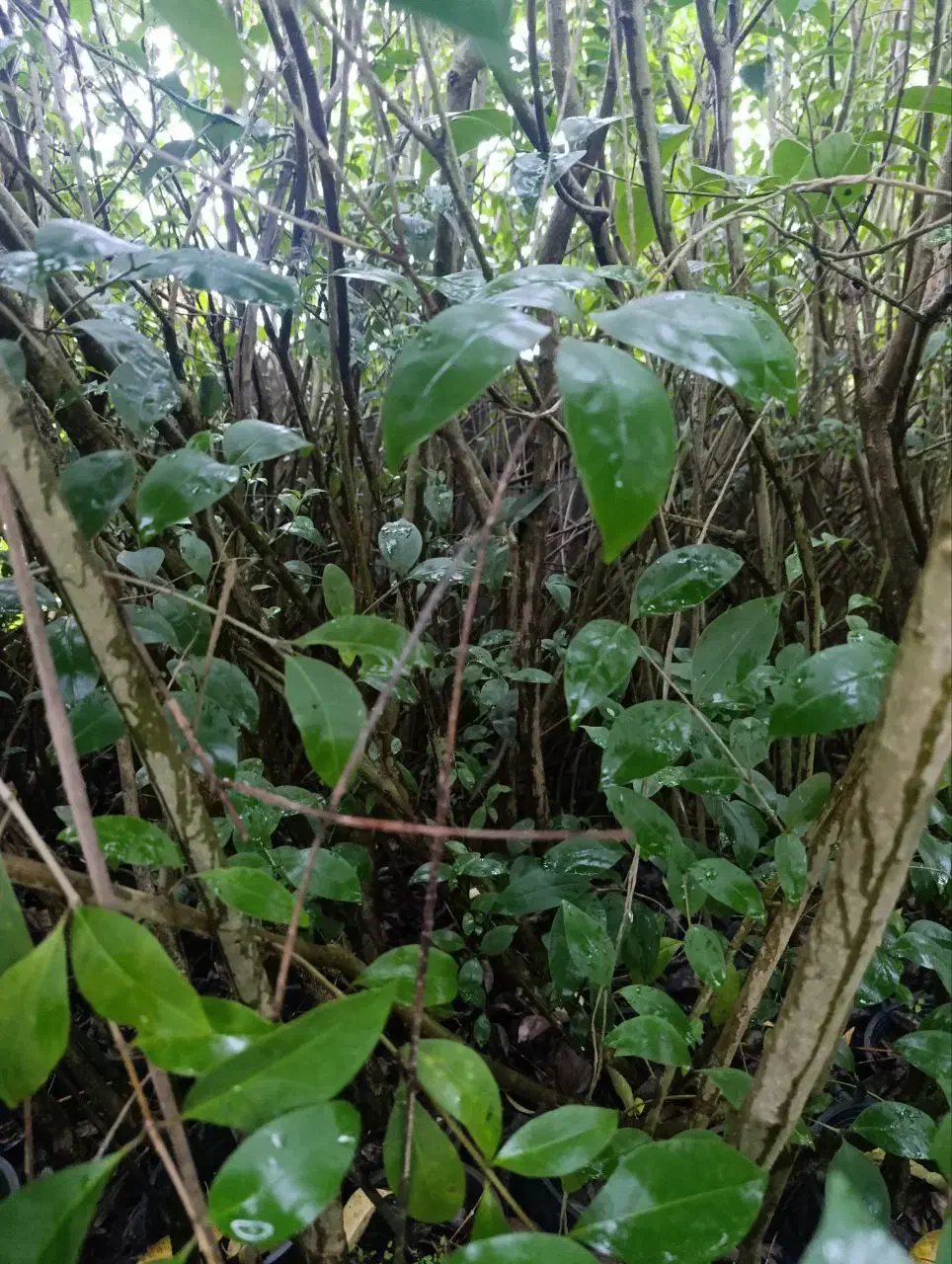 برگ نو(پایه پیوند)|گل و گیاه طبیعی|چابکسر, |دیوار