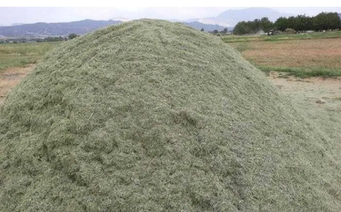 یونجه خرمن کوب شده(جوال گرفته)|عمده‌فروشی|فارسان, |دیوار