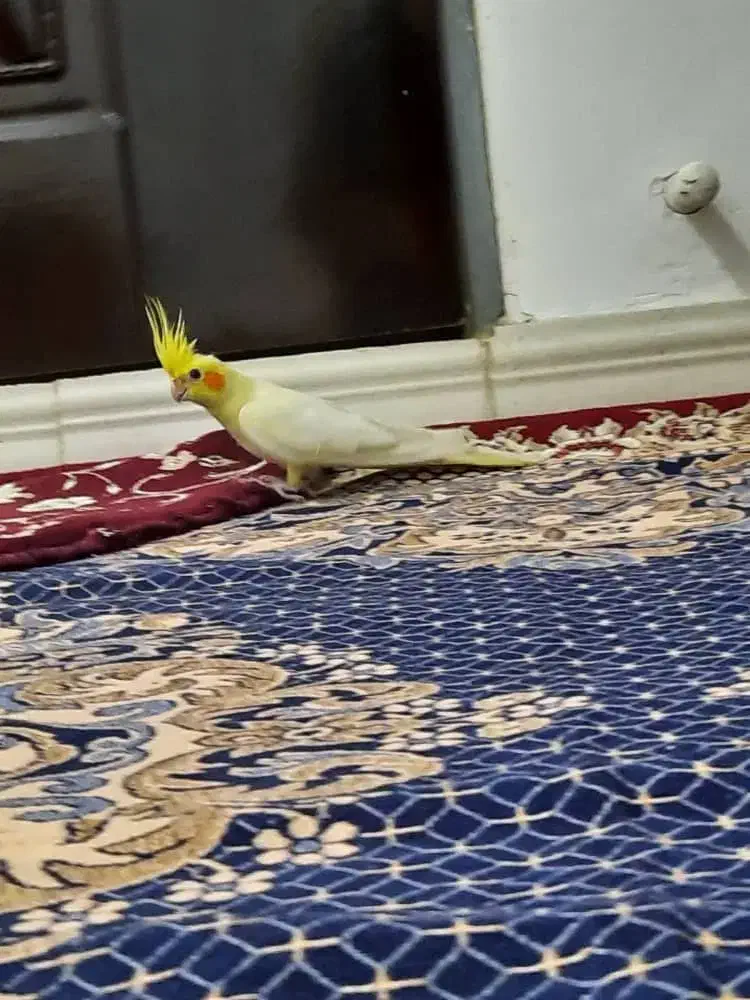 عروس هلندی لوتینیو و گلباقالی|پرنده|اندیشه, اندیشه فاز ۱|دیوار