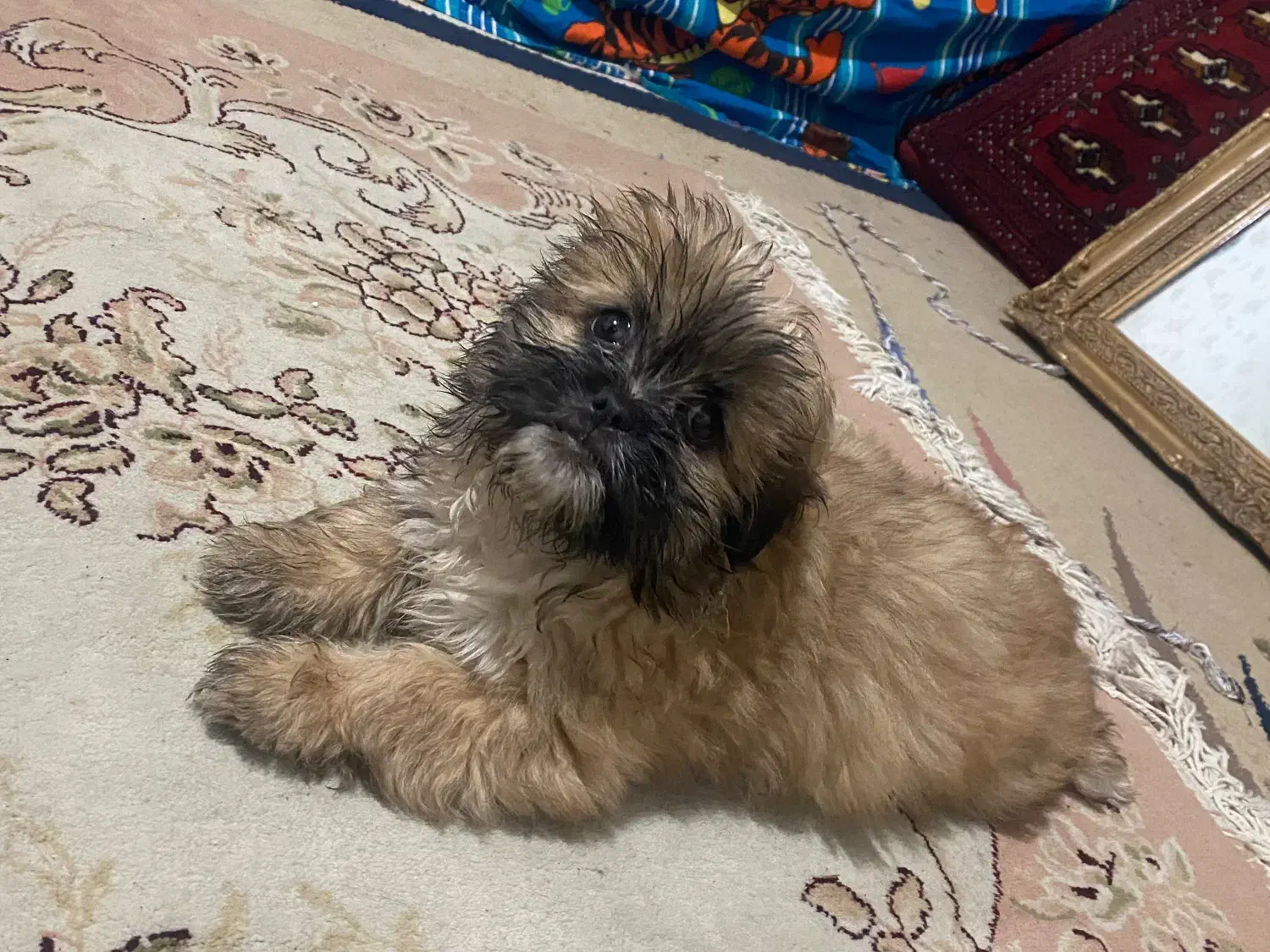 فوری فوری شاه توله پیکینیز|سگ|شهریار, اسدآباد|دیوار