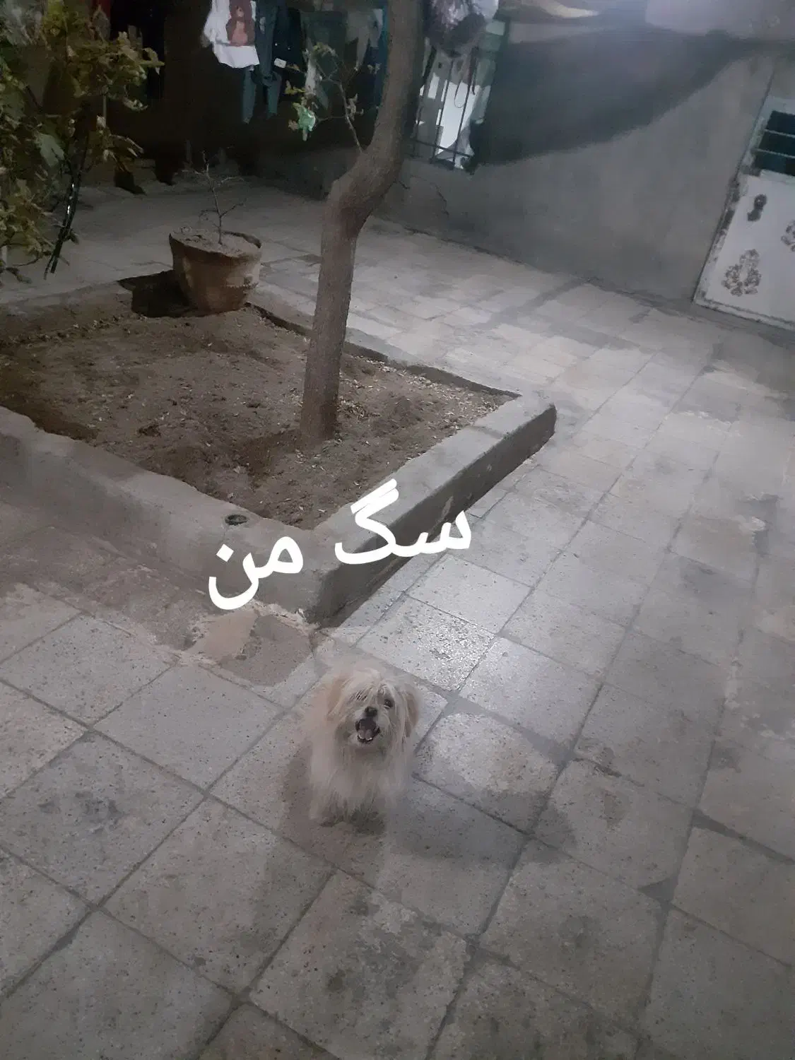 سگ آرام وناز|سگ|بیرجند, |دیوار