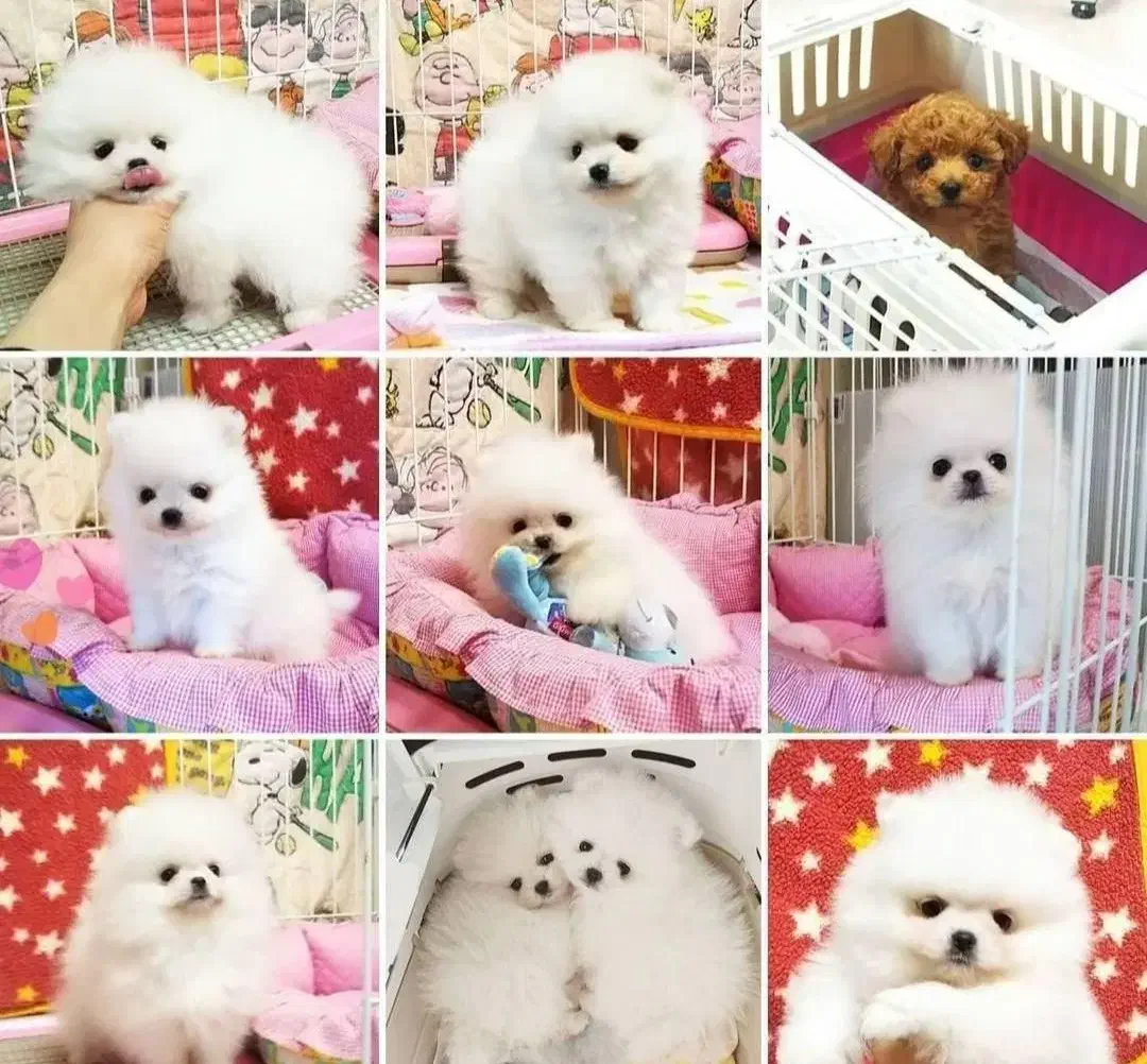 پامرانین عروسگی(کازرون) اصل کیفیت ضمانتی|سگ|کازرون, |دیوار