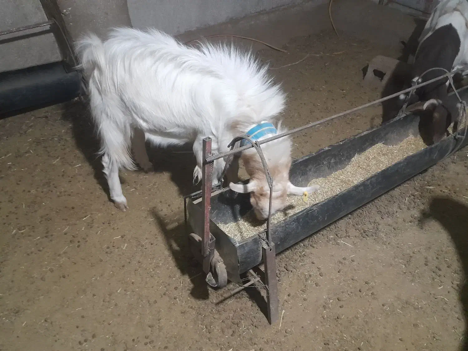 کهره نر سانن دورگ|حیوانات مزرعه|هامون, |دیوار