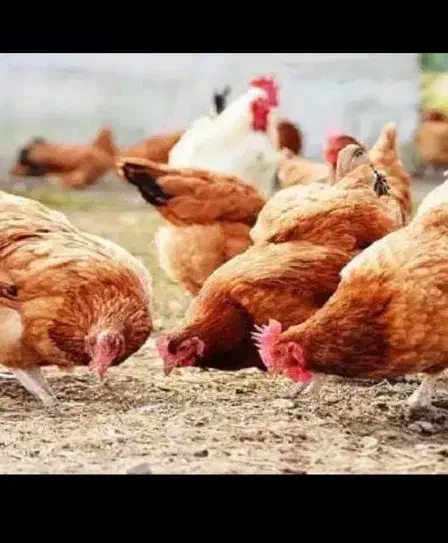 مرغ وخروس|حیوانات مزرعه|موچش, |دیوار