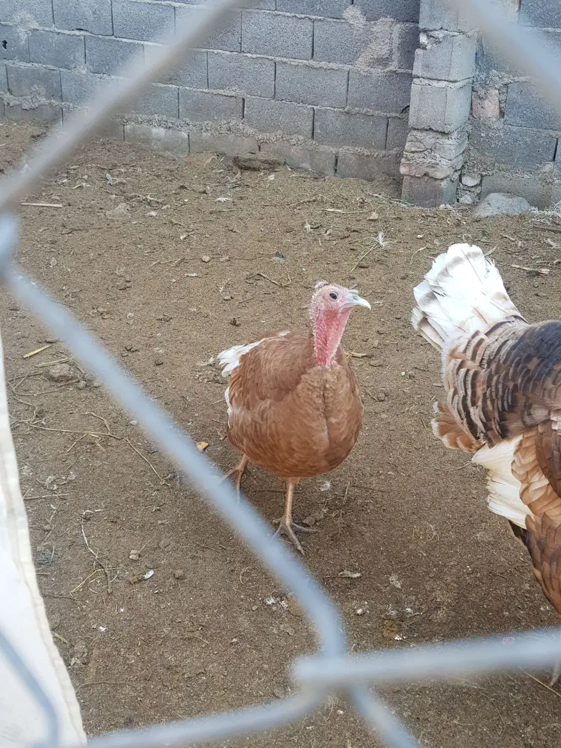 بوقلمون بوربون|حیوانات مزرعه|آزادشهر, |دیوار