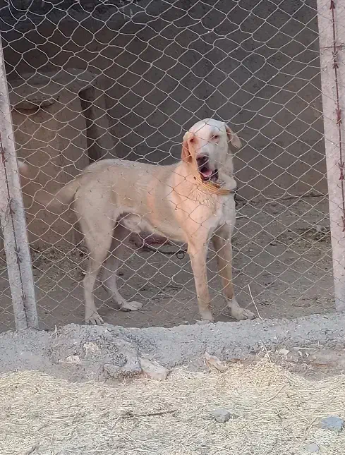 پژدر|سگ|دیواندره, |دیوار