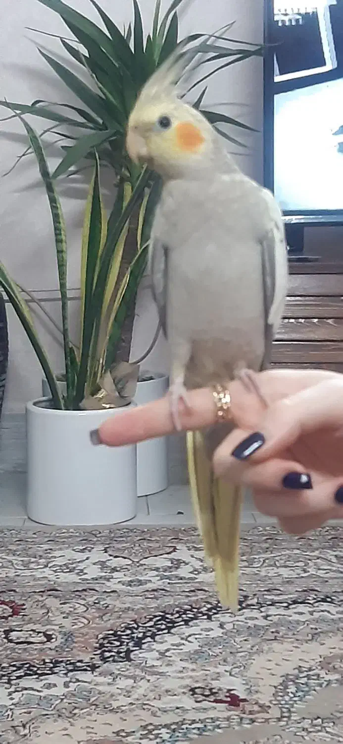 عروس هلندی جوان لوتینیو کاملا دستی|پرنده|شاندیز, |دیوار