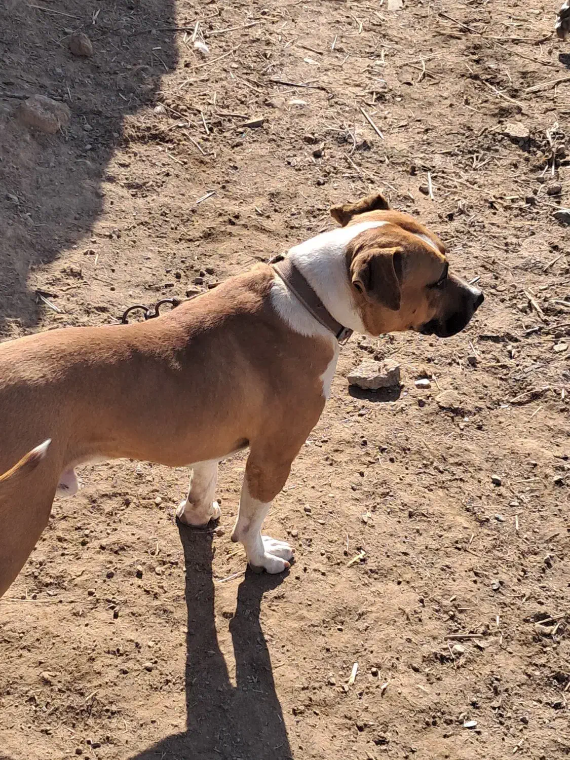 سگ پیتبول نر|سگ|ماهنشان, |دیوار