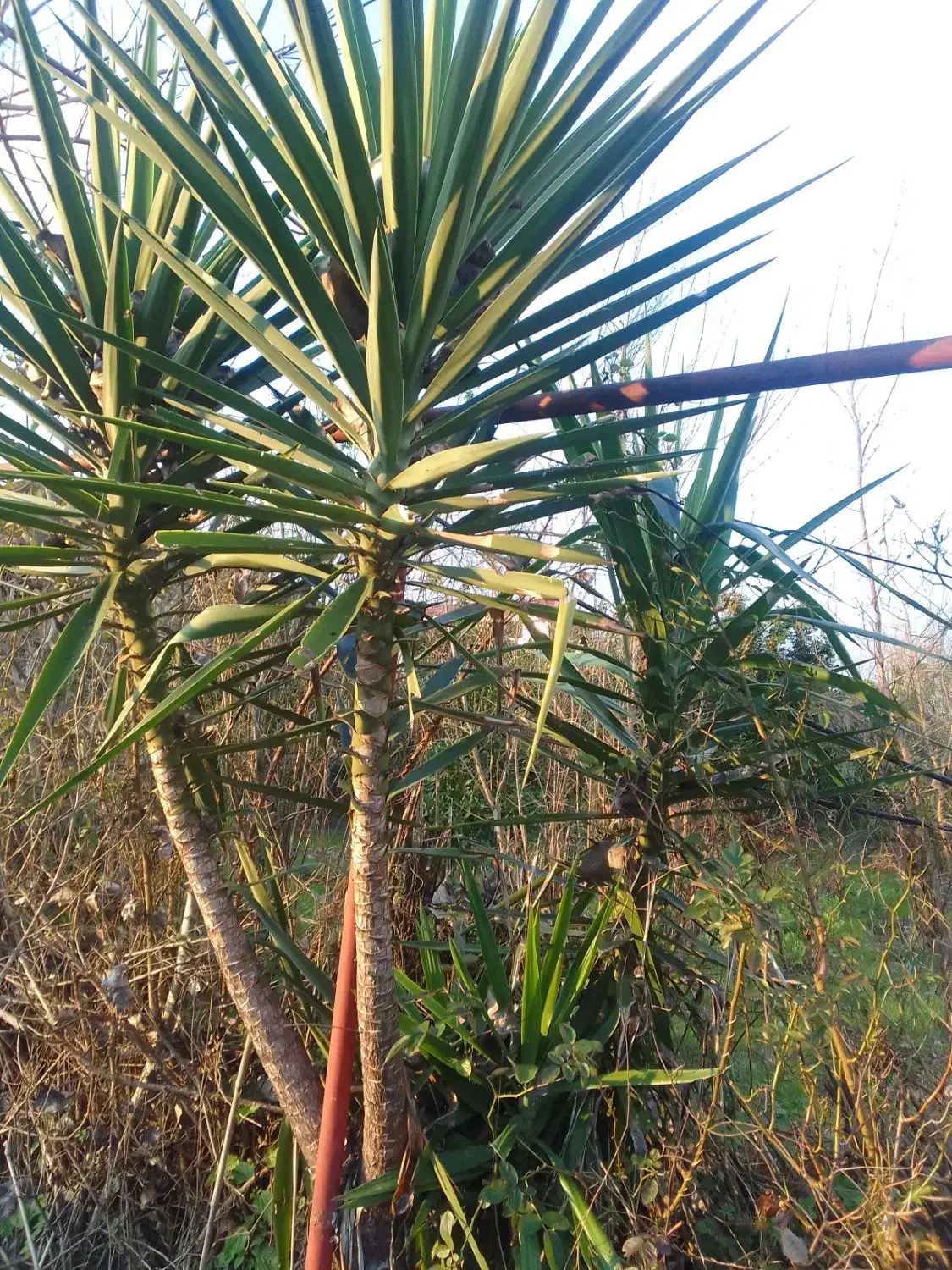 فروش فوری گل یوکا ۳متری|گل و گیاه طبیعی|رودبنه, |دیوار