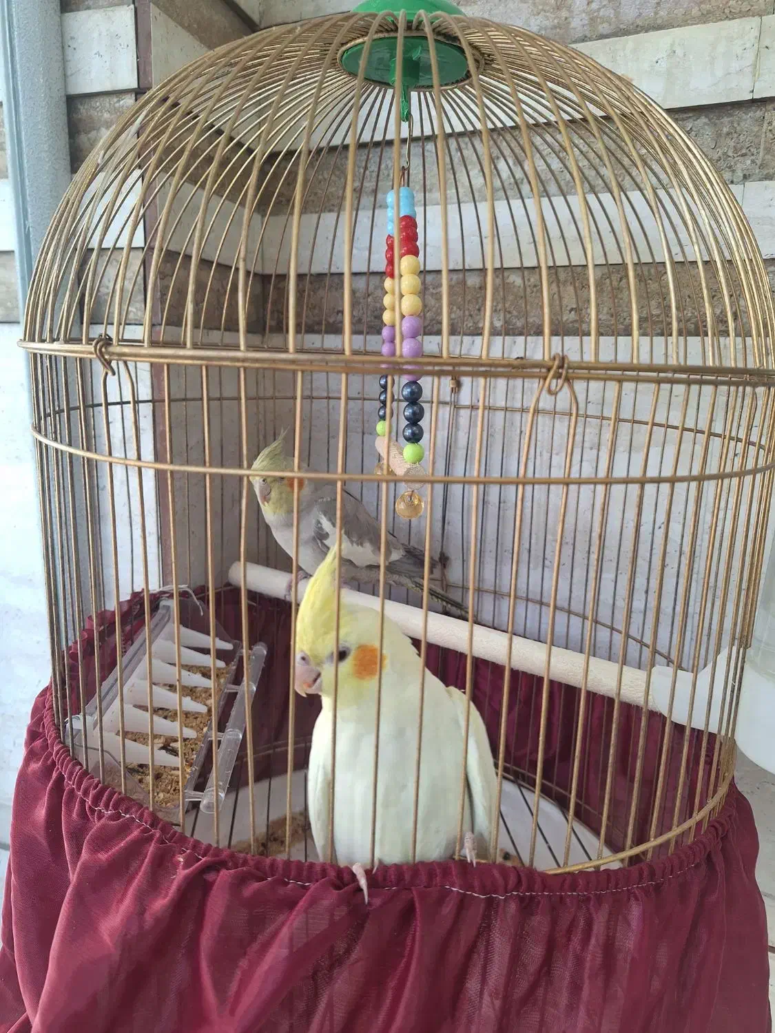 نرومادهطوطی عروس/باقفس ایستاده|پرنده|دزفول, |دیوار