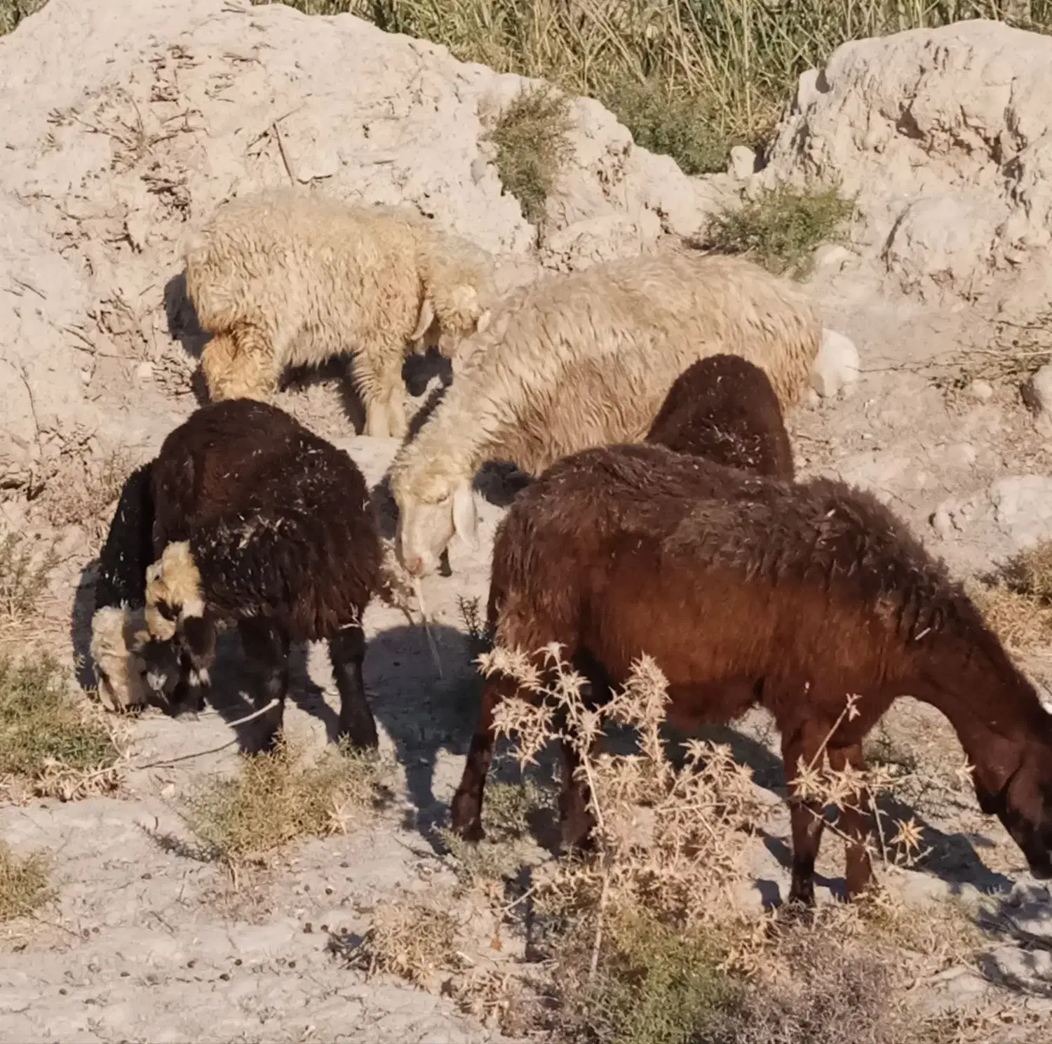 7 راس میش ترکی بره دار|حیوانات مزرعه|جره و بالاده, |دیوار