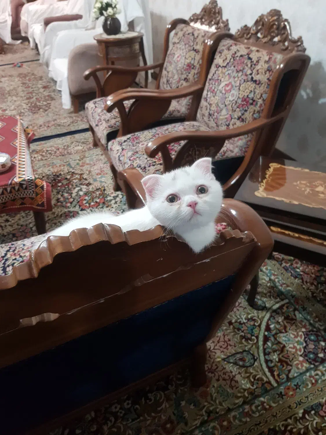 بچه گربه اسکاتیش بریتیش فولد|گربه|کرمان, |دیوار