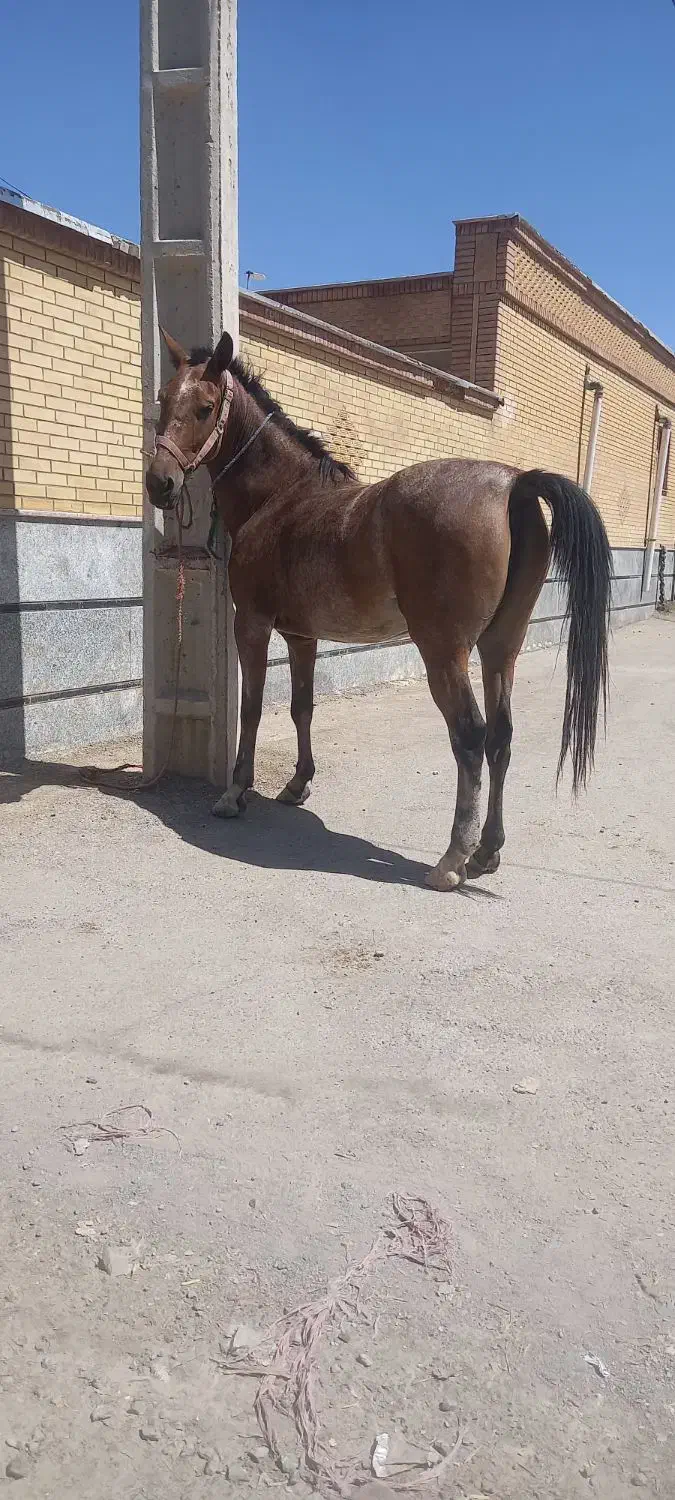 مادیان کورد|اسب و تجهیزات اسبسواری|بروجن, |دیوار