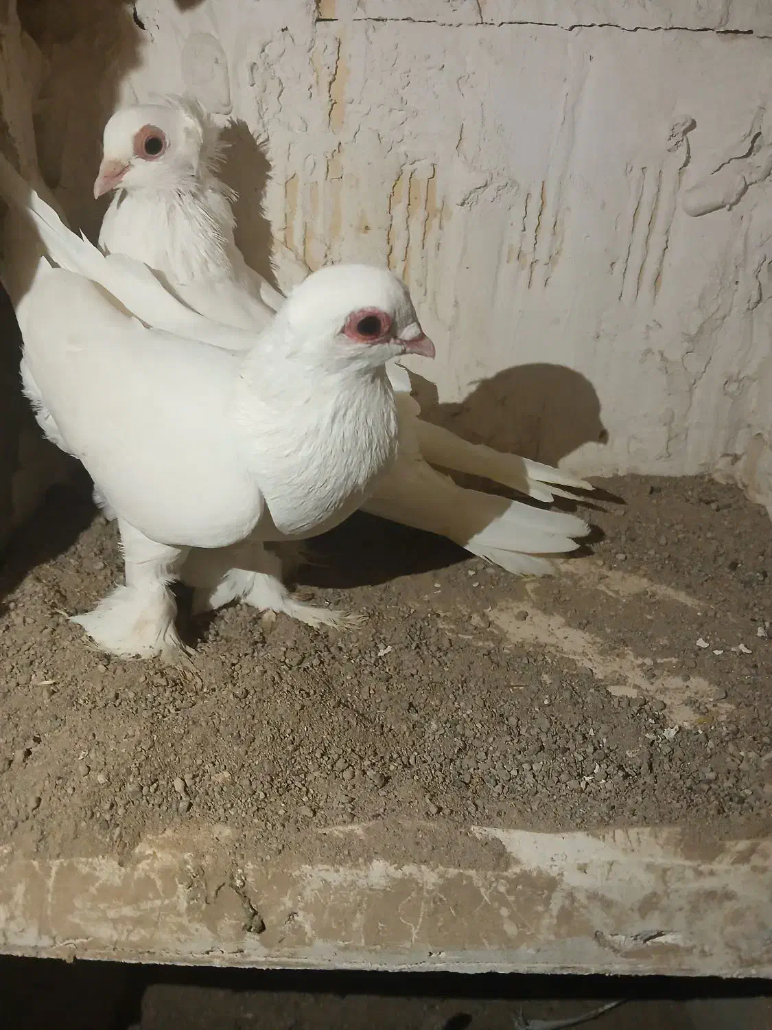 کبوتر قره اغ گوروخ|پرنده|باسمنج, |دیوار